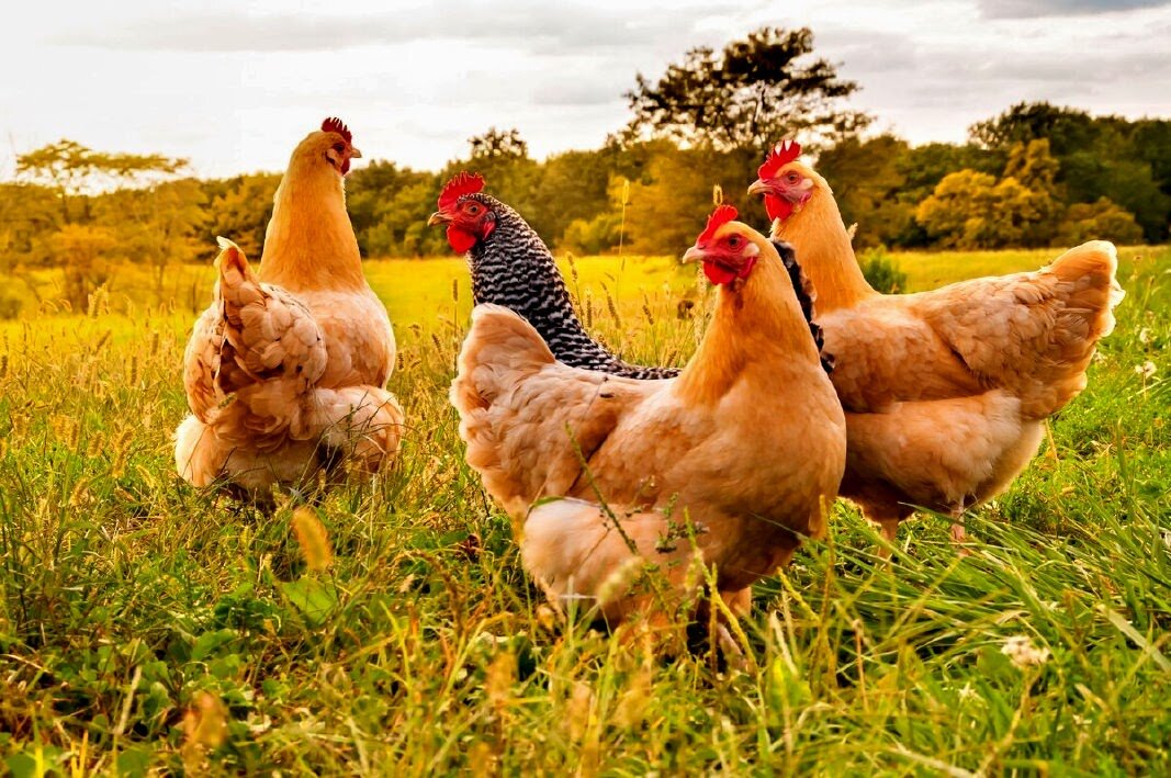 Небольшой проминад