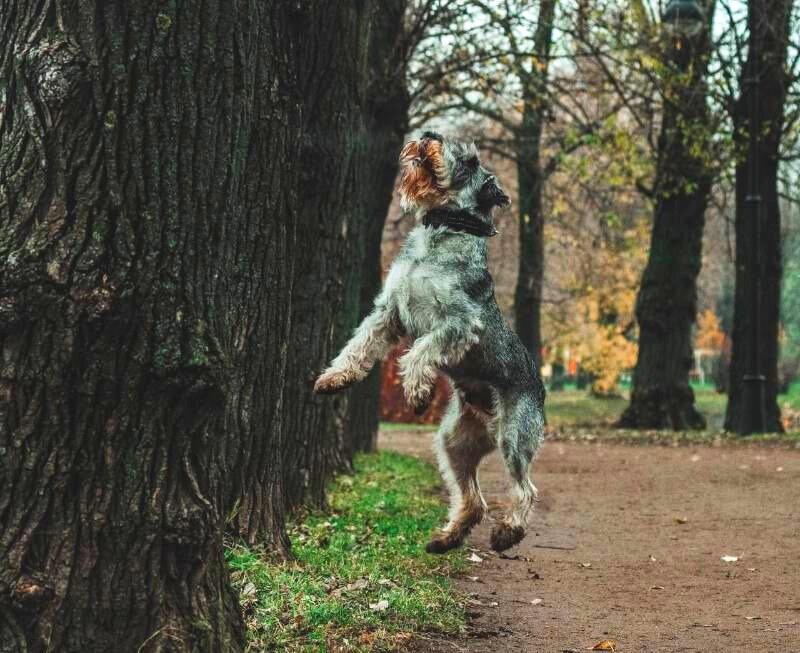 Прыжок за вороной!