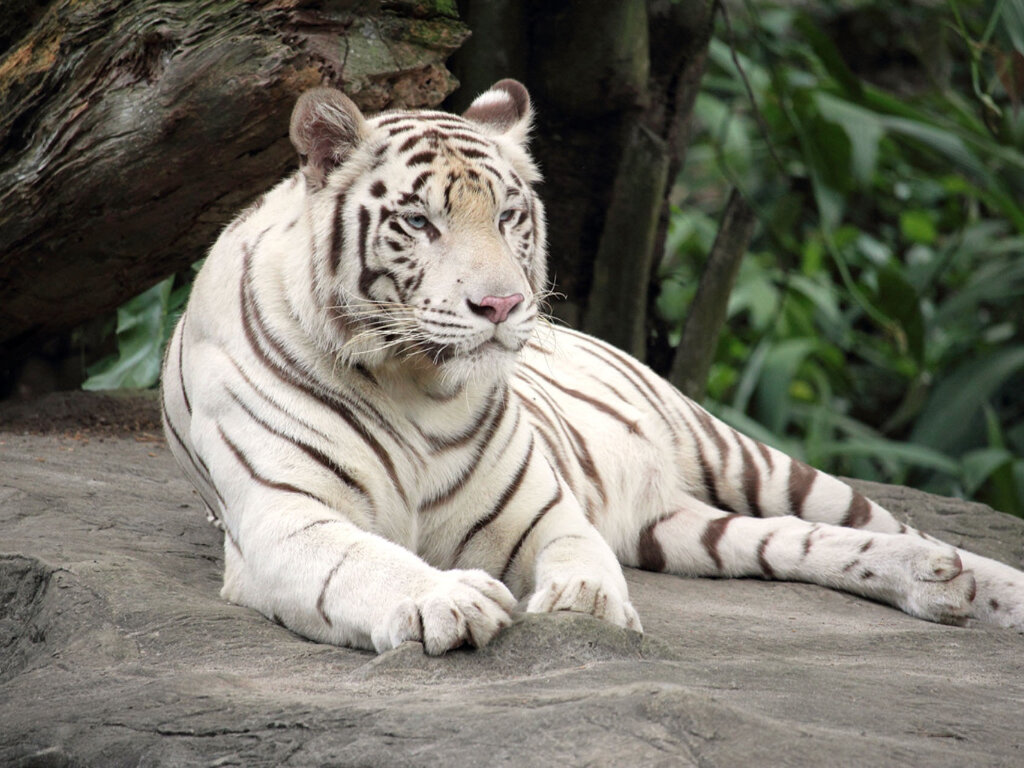 Следующим покровителем Нового года станет Водяной Тигр. Фото: Pxfuel.com 