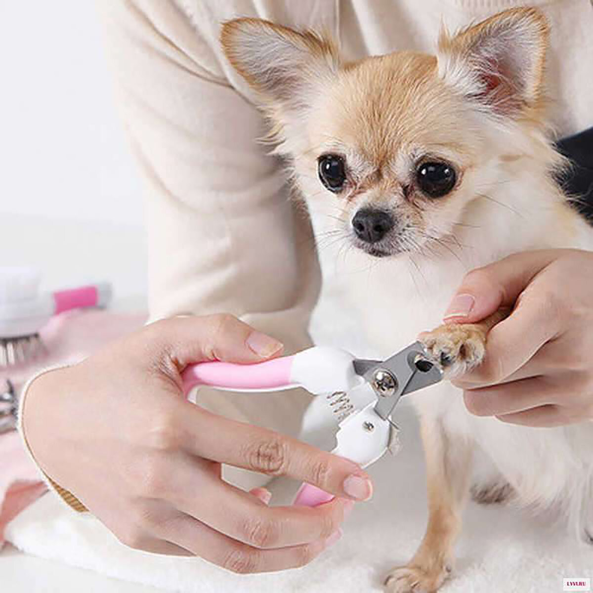 Стрижка когтей у чихуахуа. Источник фото - сайт: https://clck.ru/Yw94t