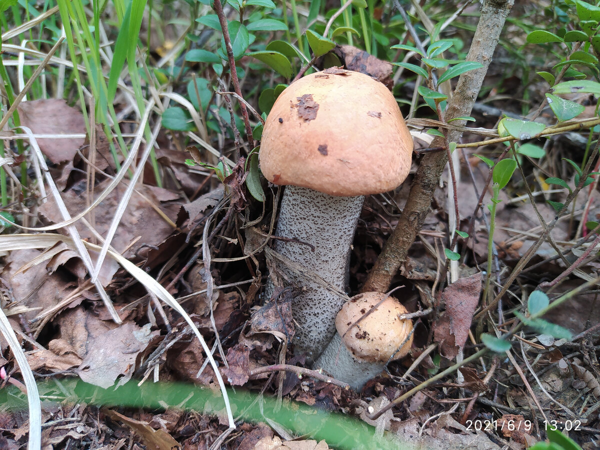 Подосиновики