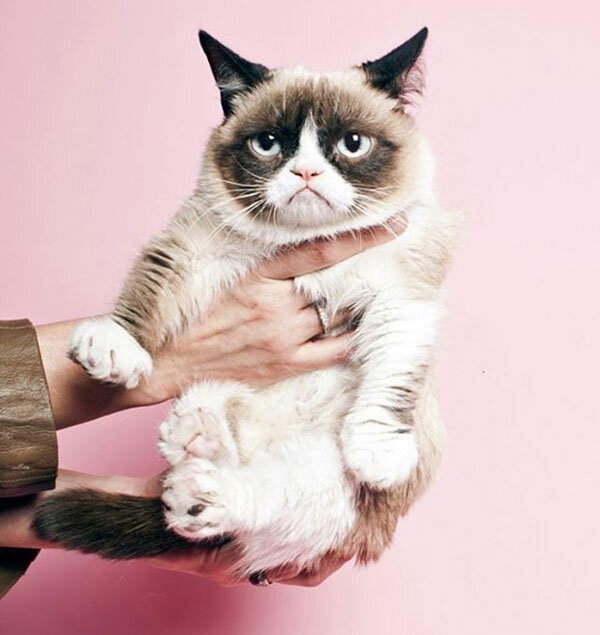 Фото:  Cutest Paw