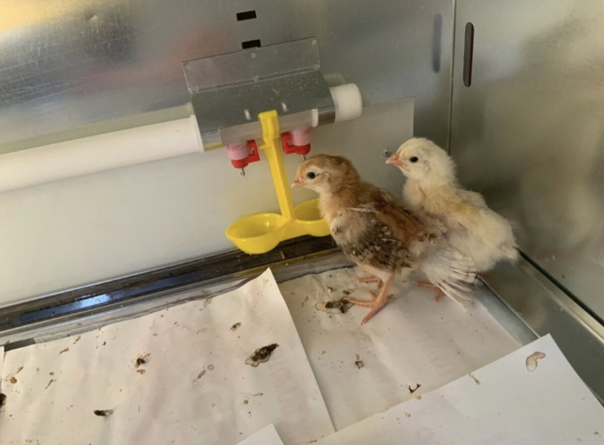 В брудере тепло и светло