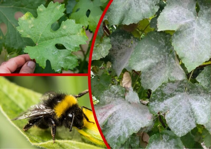 Болезни винограда