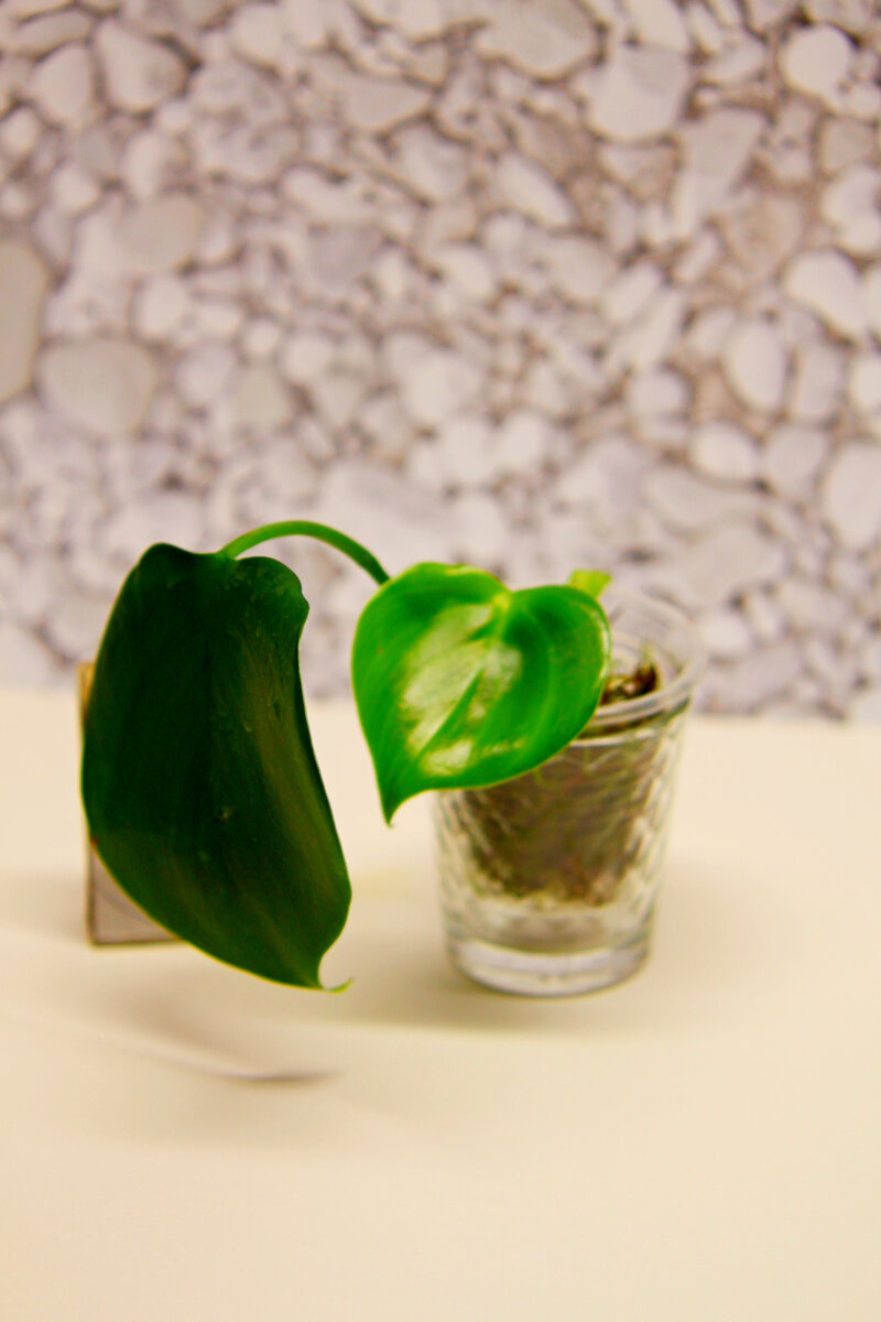 Филодендрон grazielae гразиеле. Фото и коллекция автора masteritayaplants