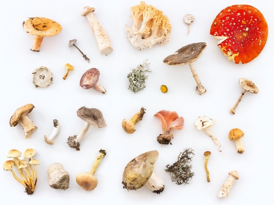 В отличие от большинства грибов, эти знакомы почти каждому, кто бывал в лесах средней полосы России. Фото: Kalineri, unsplash.com