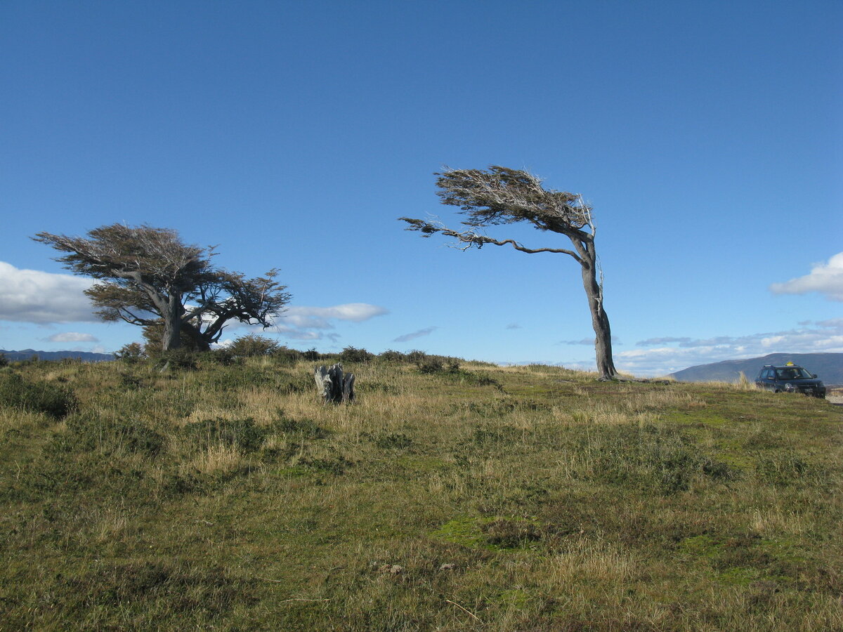 Немногочисленные деревья на острове изогнуты постоянным ветром, дующим с запада на восток/ © shutterstock.com