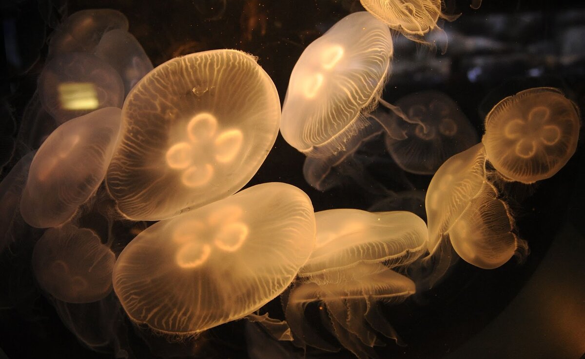 ⠀Aurelia aurita