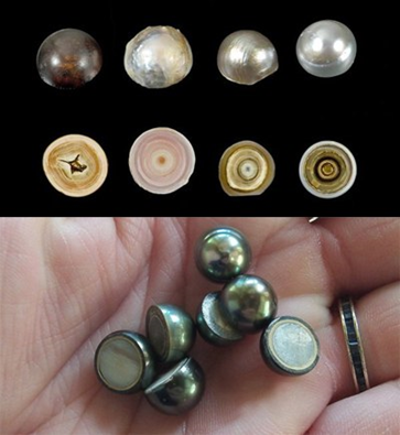 - Разные виды и формы жемчуга. Изображение взято из открытых источников Яндекс.