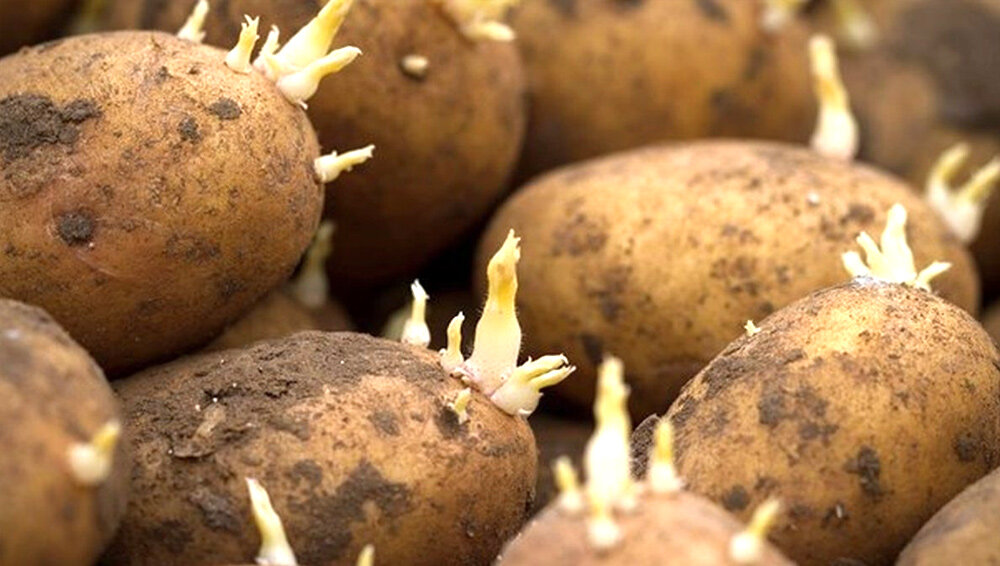 Как правильно делить клубни картофеля: советы и рекомендации