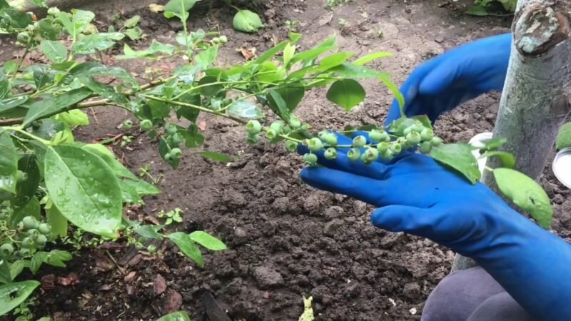 Подкормка голубики. Фото используется с сайта YouTube