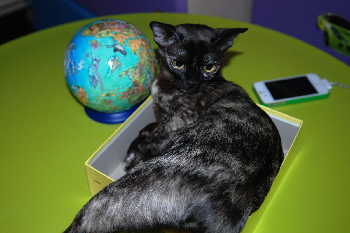 Jasper Burmese cats - Lady Gaga