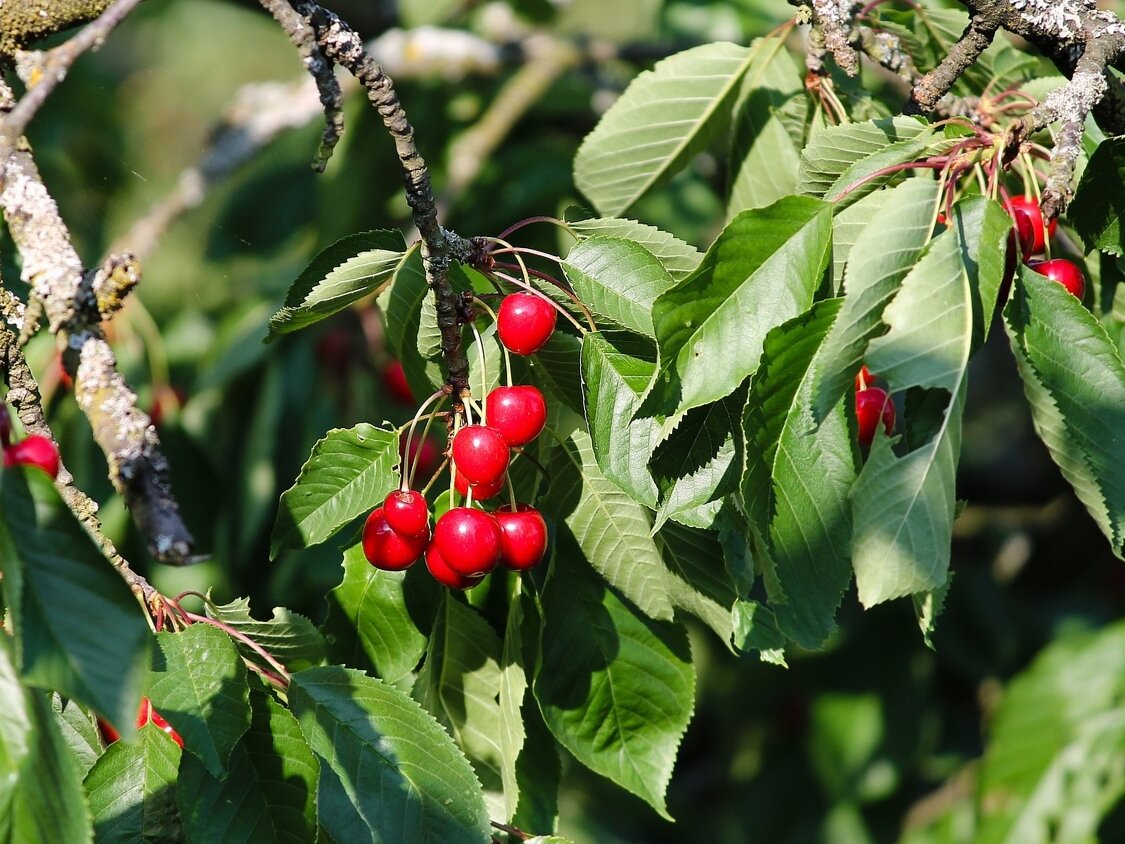 Черешня наполеон дерево. Вишня тургеневка дерево. Черешня киргизия. Дает плоды черешни. Черешня овстуженка.