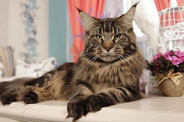 Вот такой был наш Фомка. Только, по моему, еще больше. 