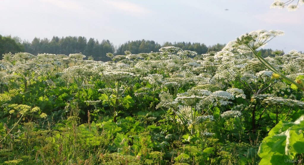 Фото борщевика заросли