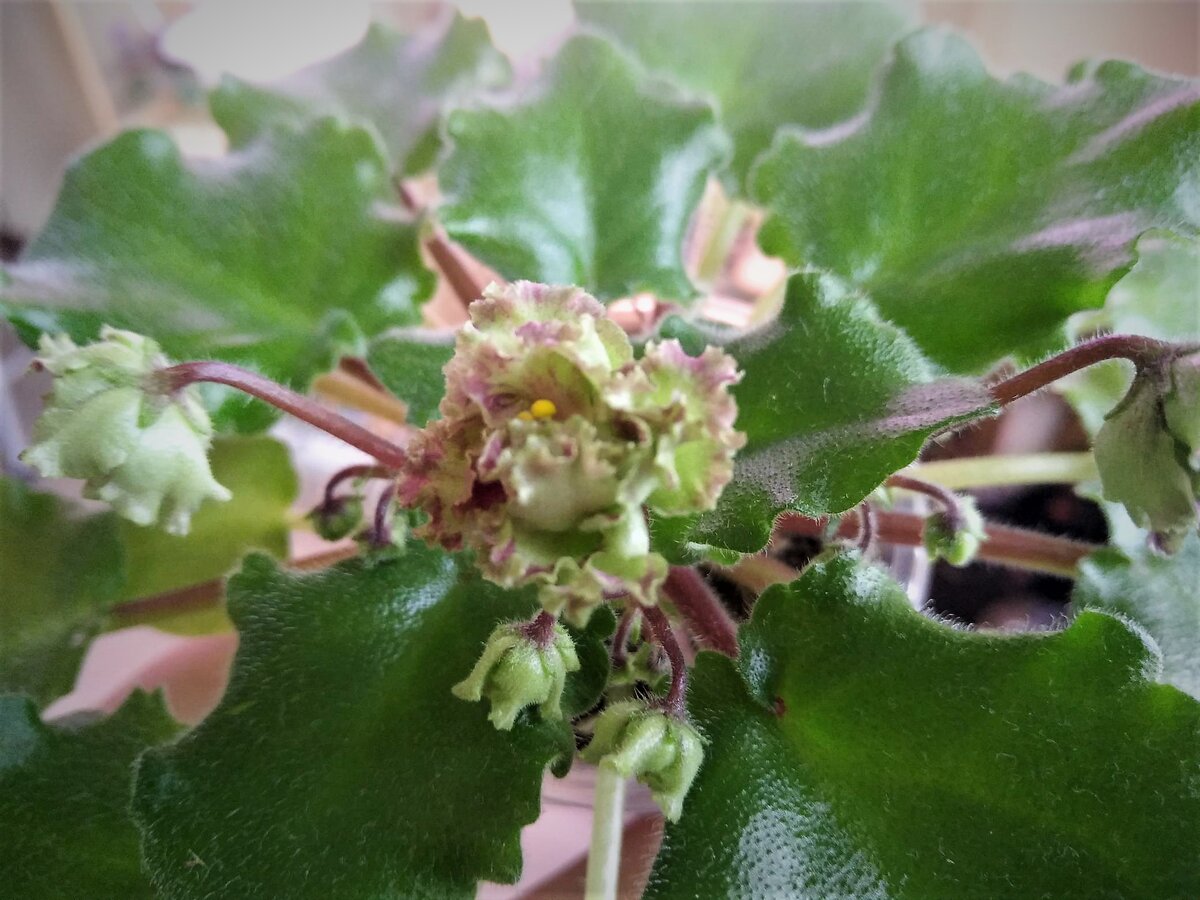 Allegro Pink Pistachio (J. Stromberg)