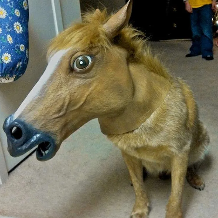 кот в мешке или не кот :))))