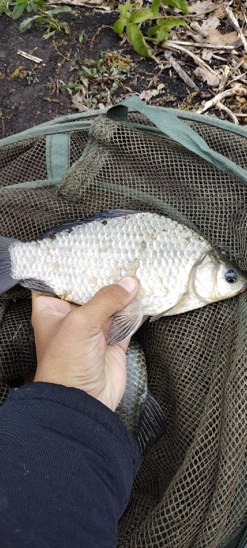 Приятный кругленький карась