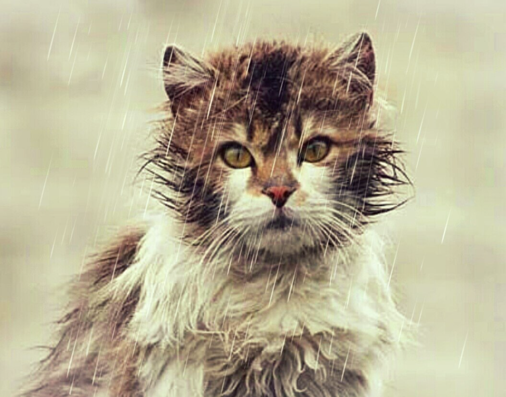 pixabay.com