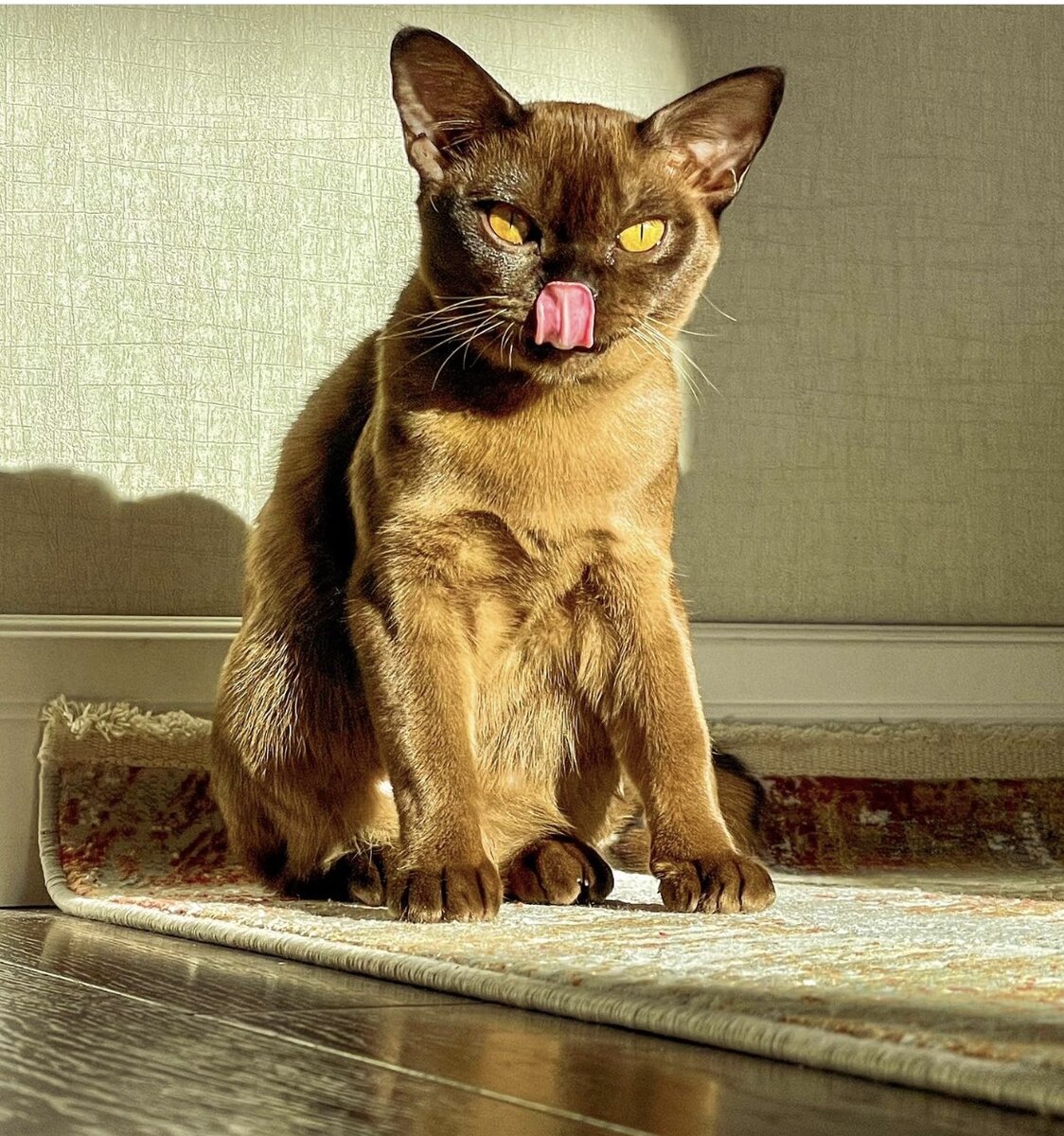 Heaven Jasper*RU котёнок породы европейская бурма в соболином окрасе из питомника Jasper Burmese 