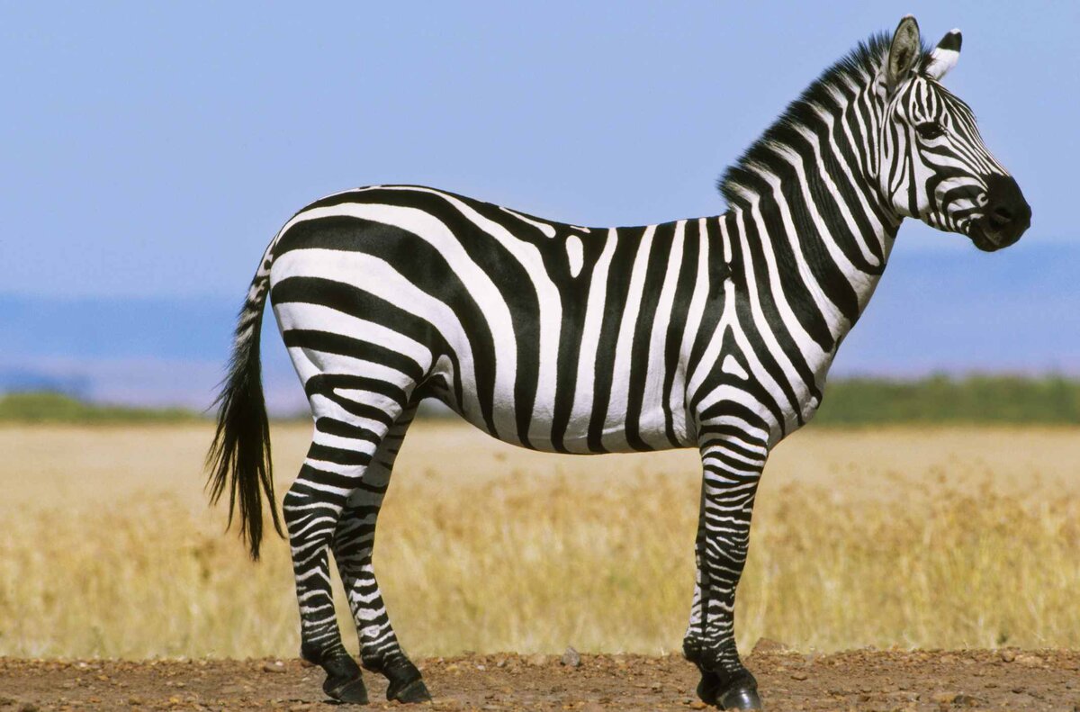 Интересные факты о зебрах | О животных и людях | Дзен