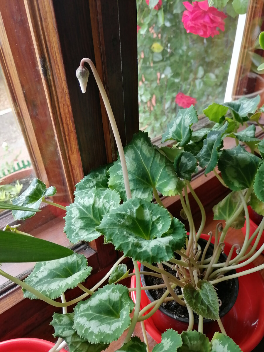 Бутончик на белом цикламене. 