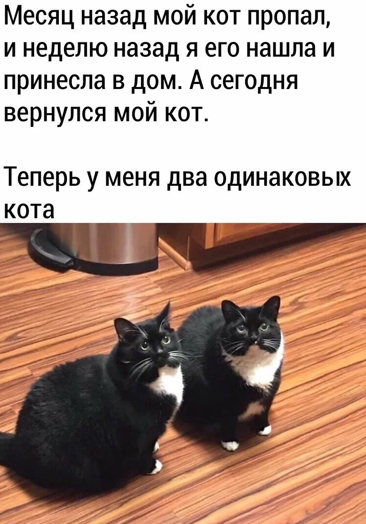 ловите экстремиста. сегодня завести. неприхотливое домашнее животное. экстремисты прикол. сегодня завести.