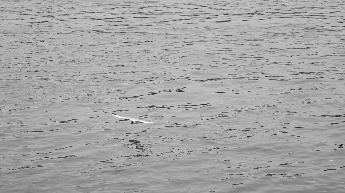 Чайка над р.Белая в Уфе, 24 мая 2022