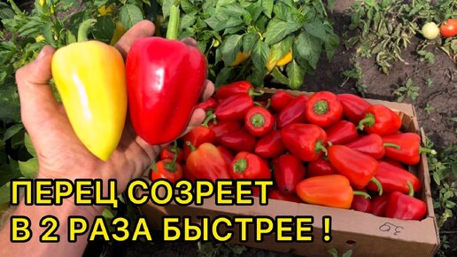 Как ускорить созревание перца? Подкормки и приемы для дозаривания.