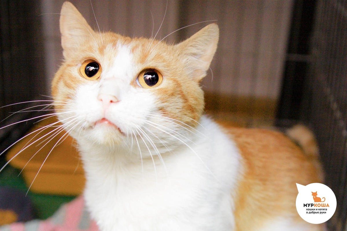 🚹 Эдем, 4 года. Найден на дачах, жил у магазина, контактный, общительный кот. 😻