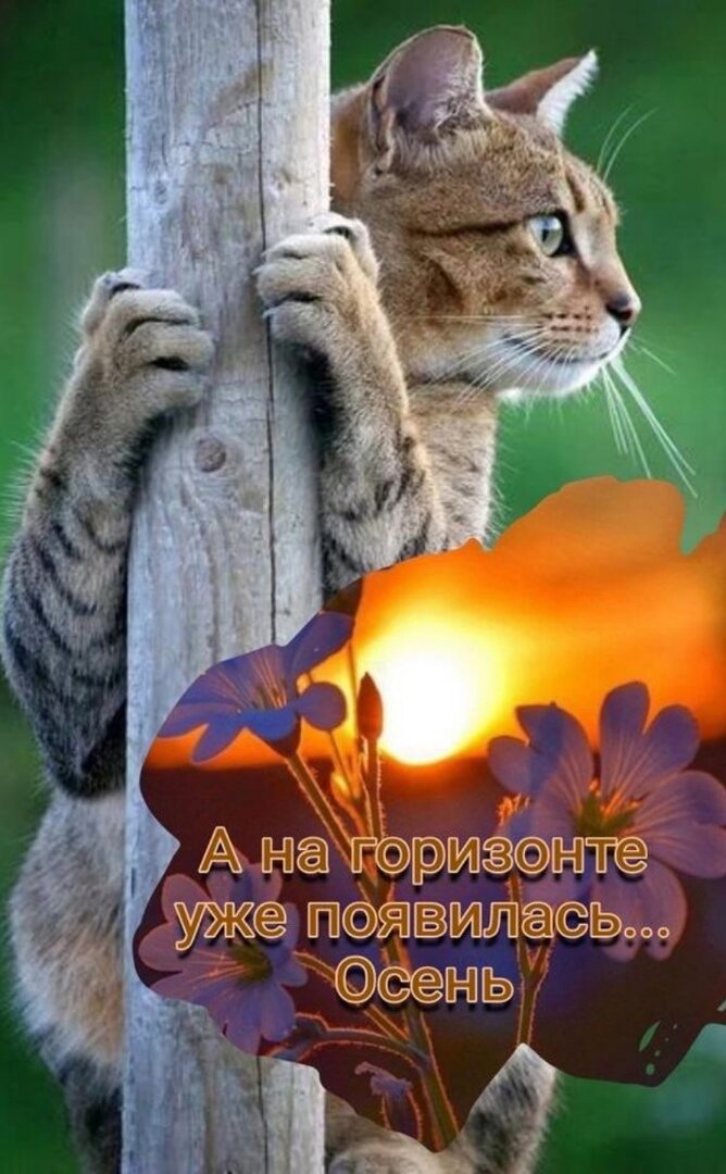 иллюстрация из яндекс картинки.