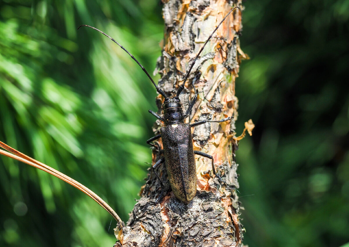 Жук усач Monochamus. Жук усач Пихтовый. Жук усач Сосновый.