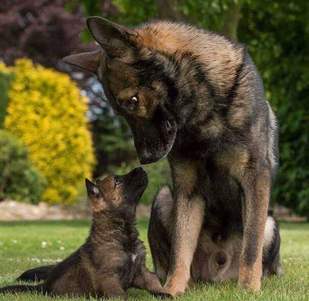 Малыш Дон и мамаМуха