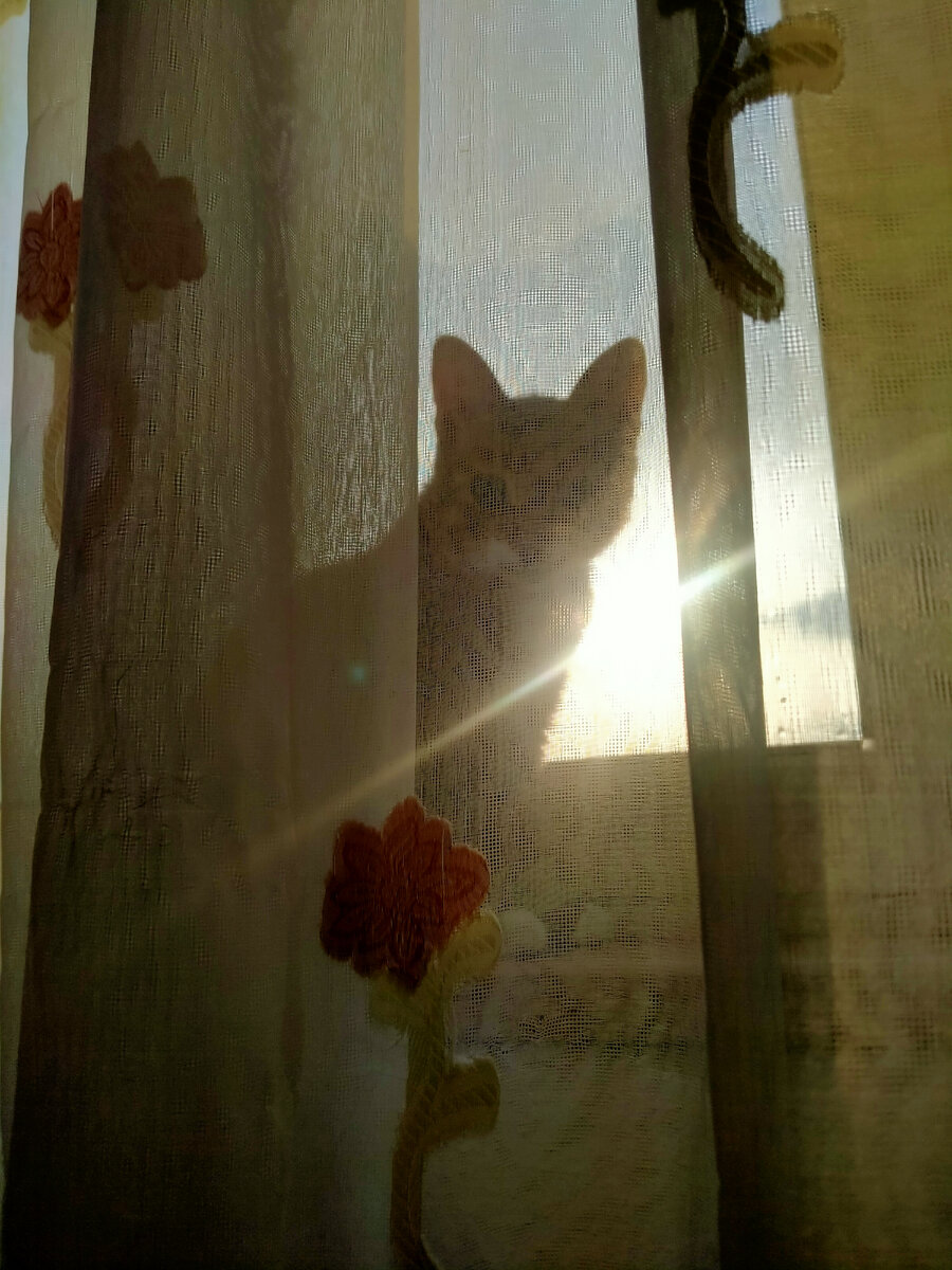 Так я вижу людей, которые меня читают, но не подписываются.