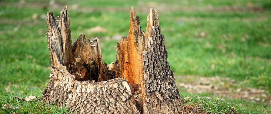 Картинка из просторов Интернета