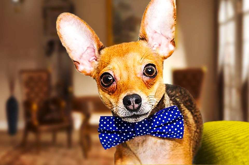 Любимый питомец депутата, живёт в роскаши-красавец.