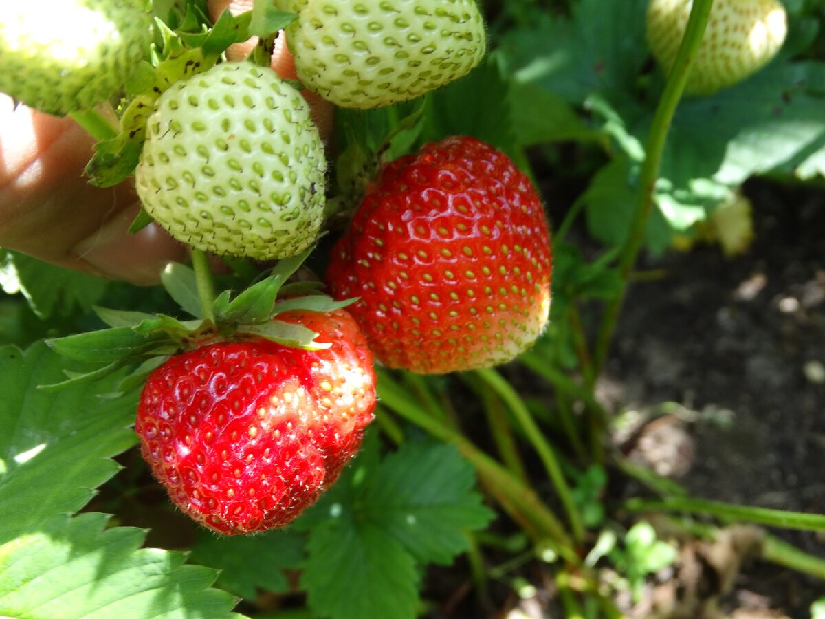 Только рядом с хорошими соседями можно получить отличный урожай клубники. Фото из личного архива авторов канала. 2020 год