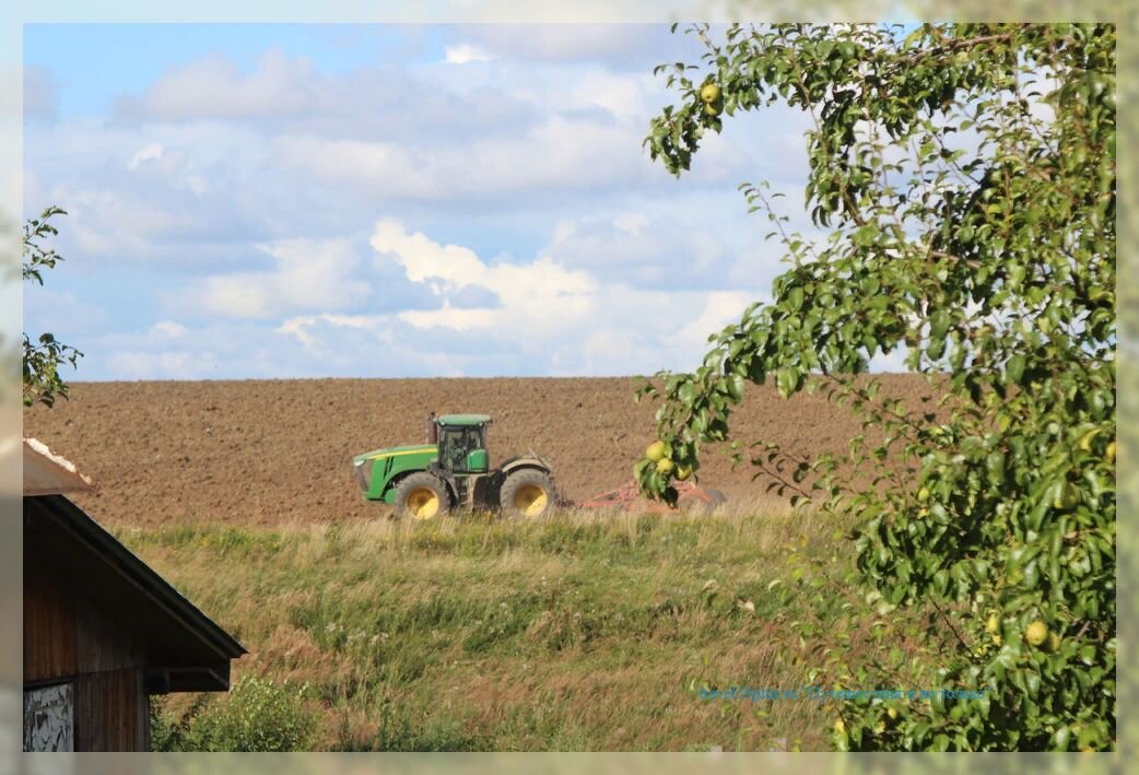 Созревающая груша (справа) и трактор