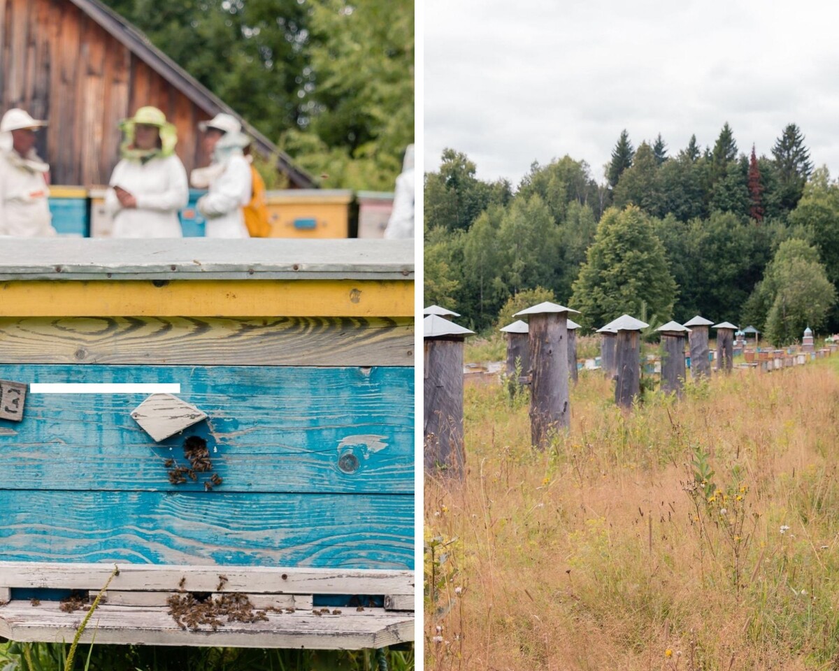 Улья vs колоды. Как думаете, что лучше?