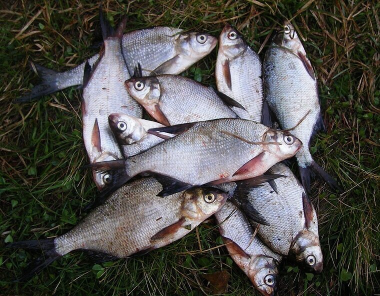 Пару часов удалось выделить для рыбалки