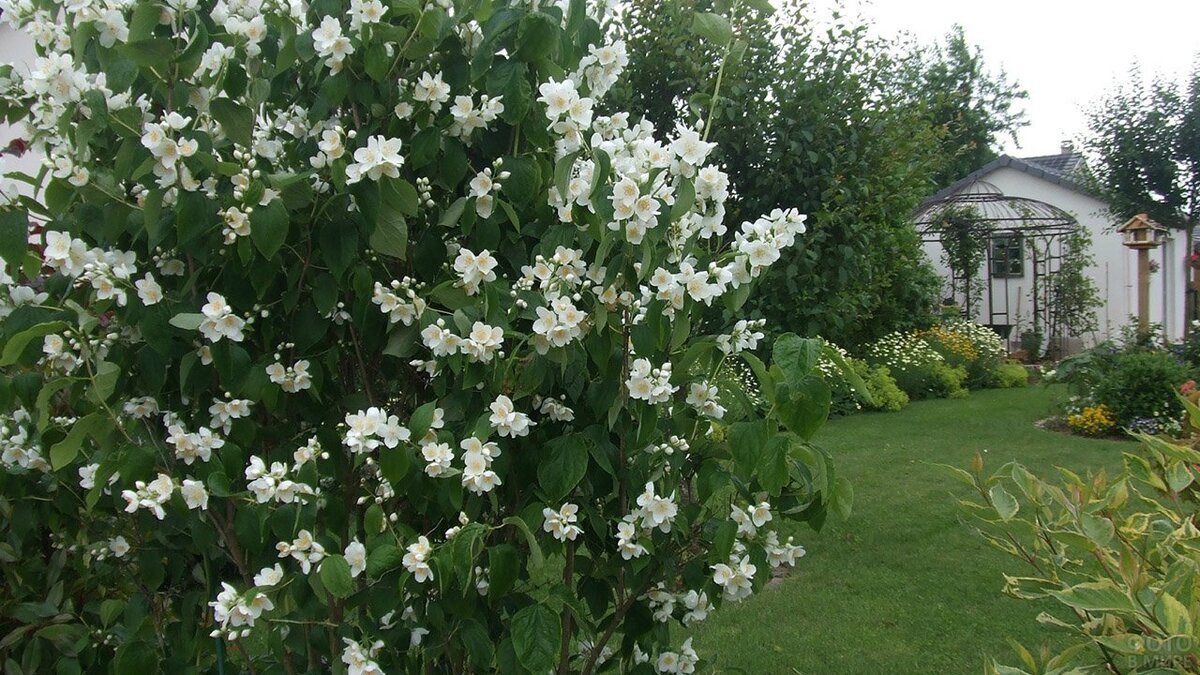 Чубушник венечный