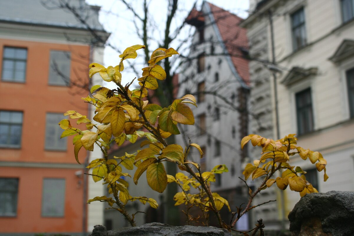 В принципе, Рига — ближайший к Москве крупный город, где можно погулять по старинным европейским улицам. (На самом деле Вильнюс, но он отделён от нас двумя границами, а не одной!)