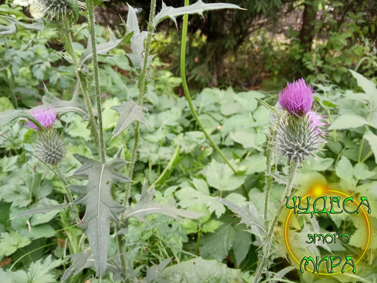 Бодяк - род Cirsium - Галерея видов - Плантариум