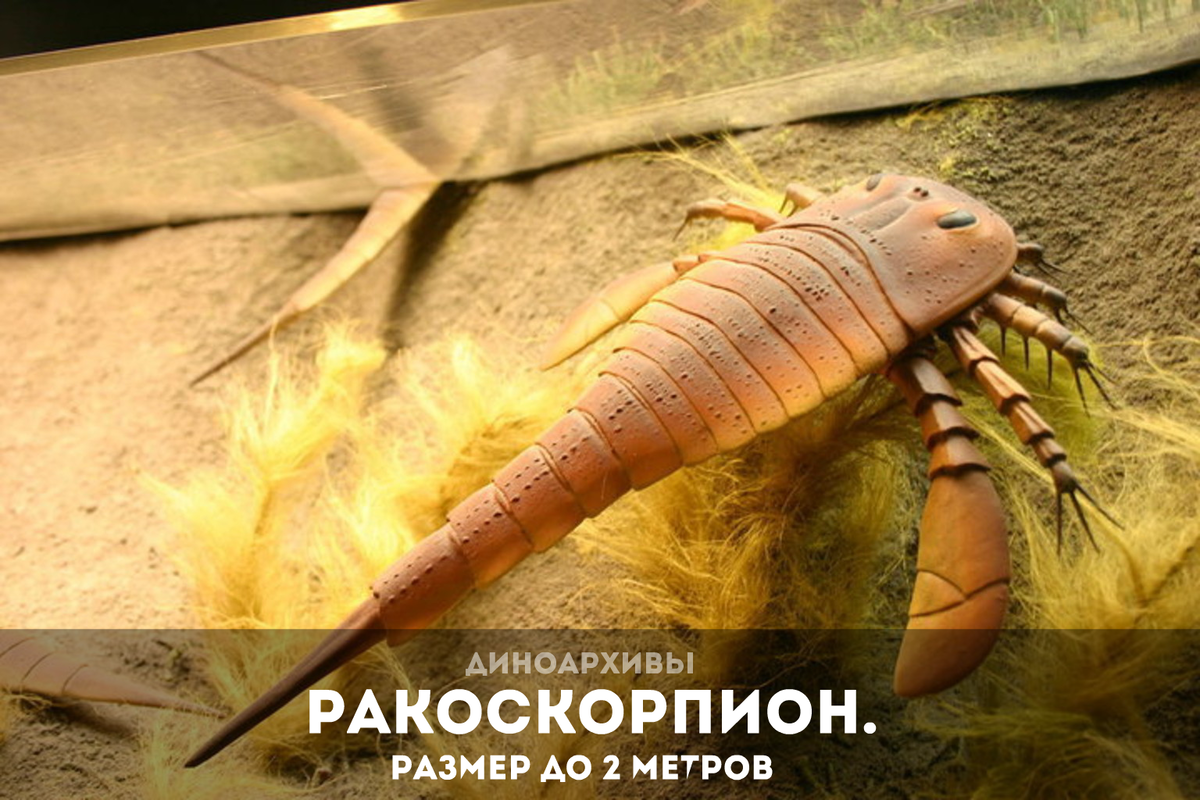 Ракоскорпион (Eurypterid).
