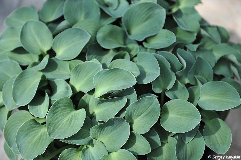 Хоста ‘Blue Mouse Ears’