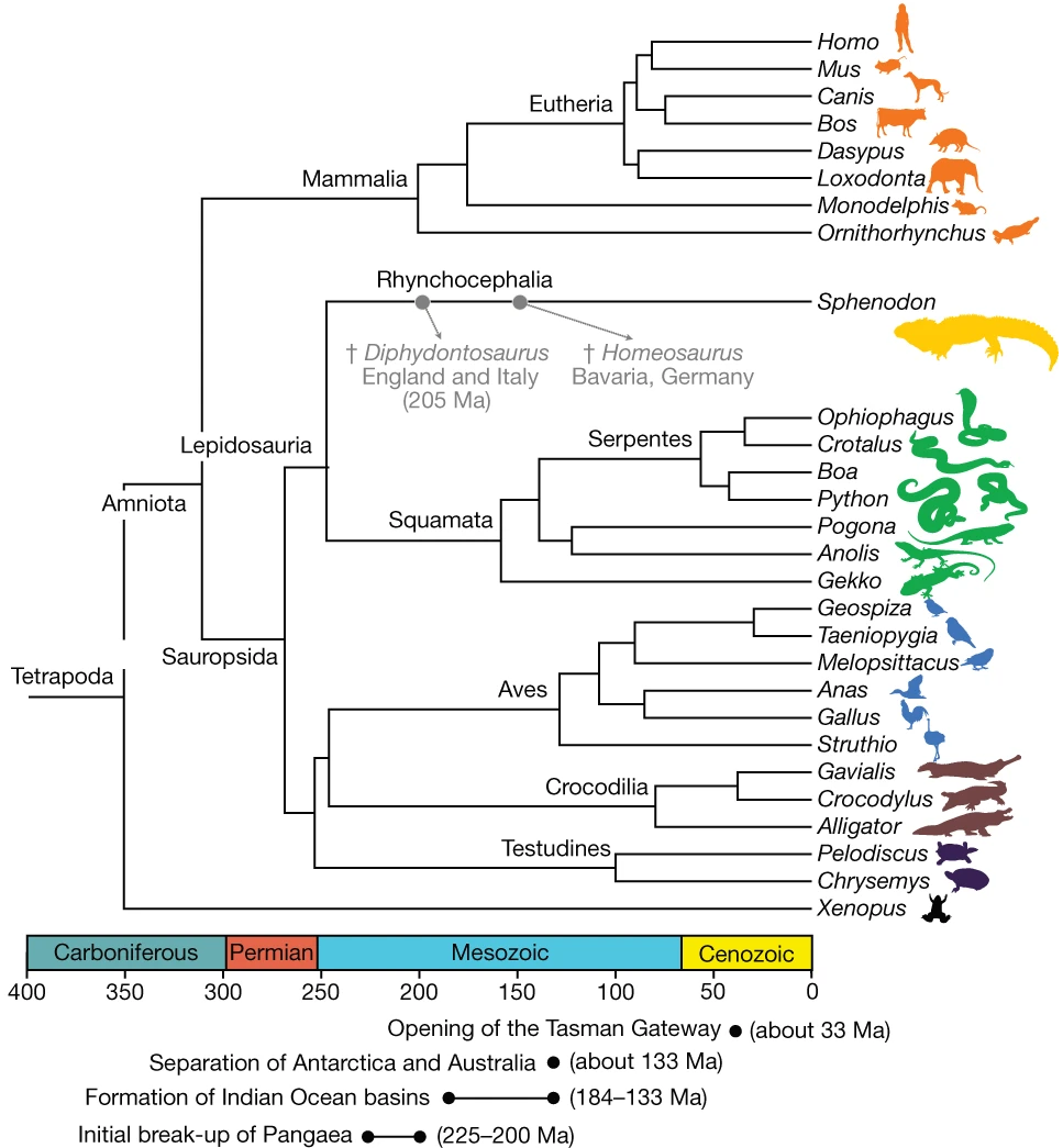 Гаттерия (Sphenodon) на филогенетическом древе позвоночных.