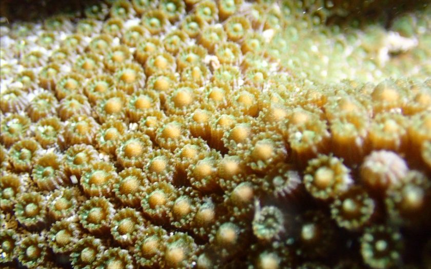 Фото: Mote Marine Laboratory & Aquarium