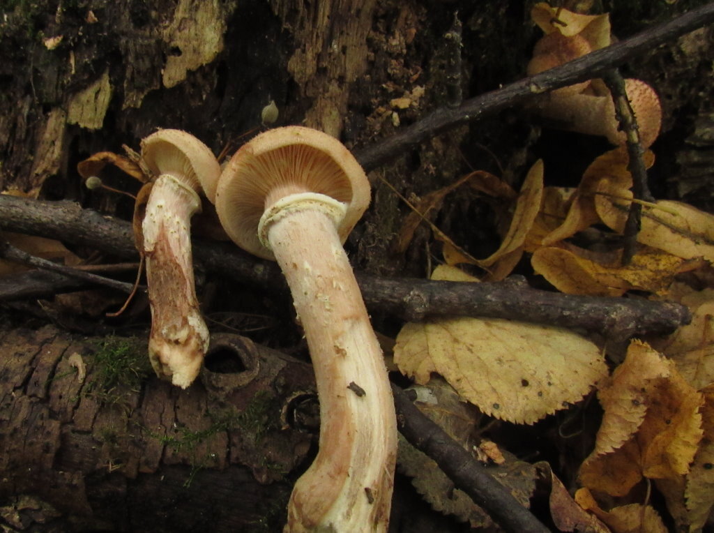 Плотное, осязаемое кольцо его выдает (фото И.Лебединского)