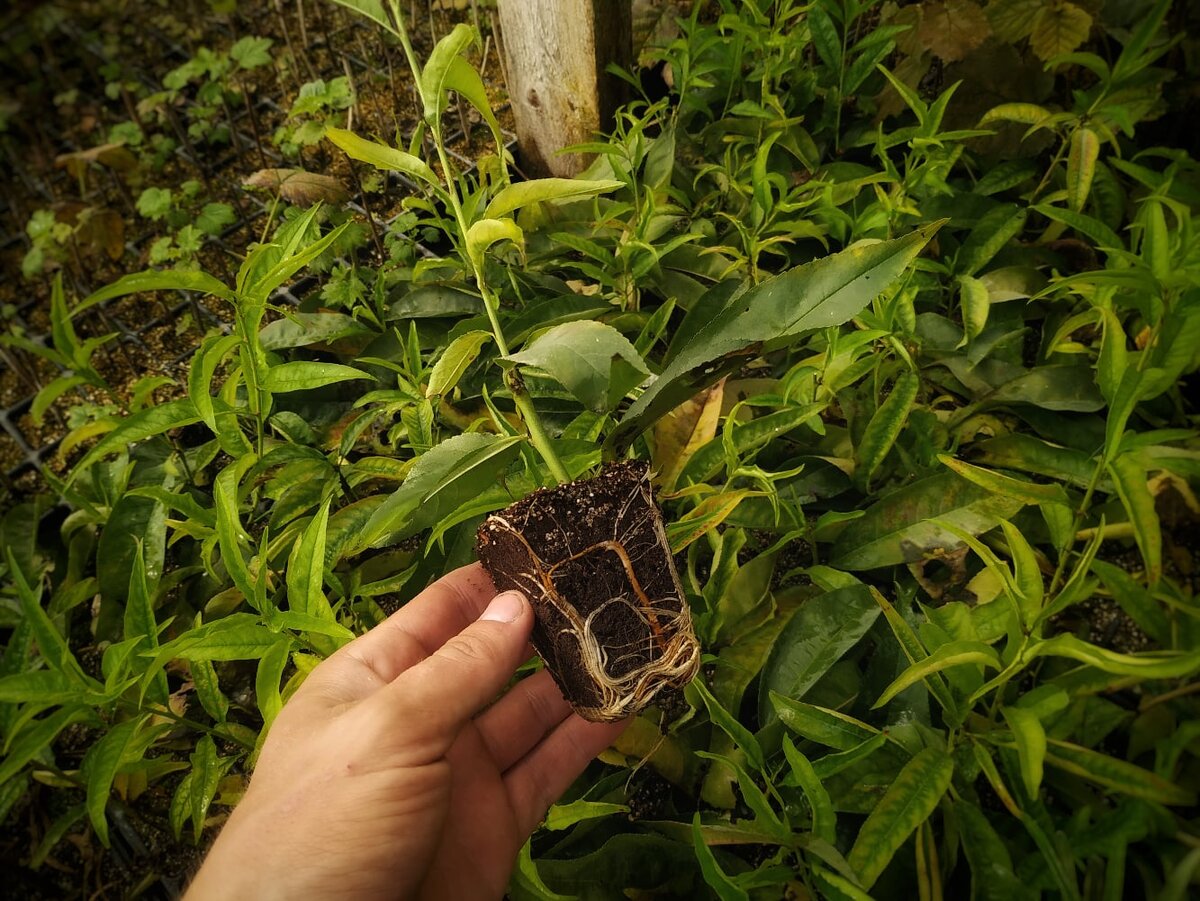 Укоренившийся черенок персика