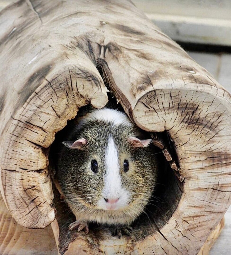 Источник: @se_ivanov